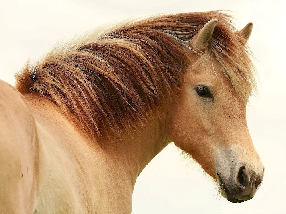 Horse mane