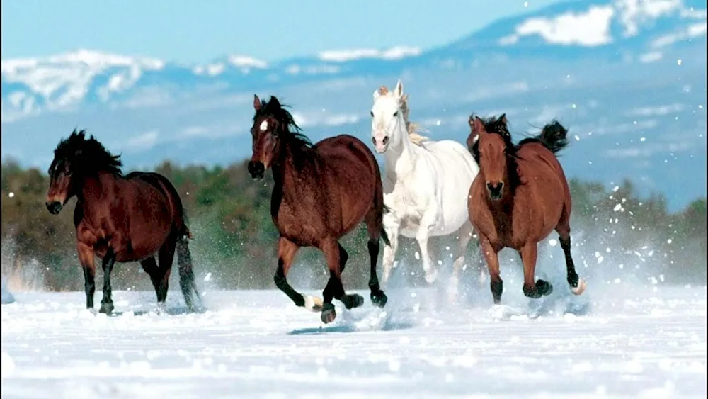 Horses on the desktop