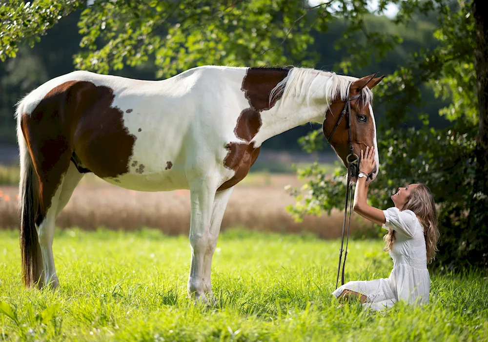 Funny horses