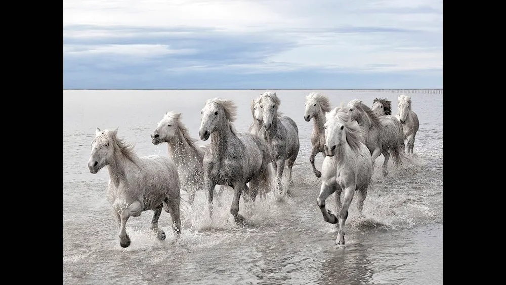 Horses of Camargue France