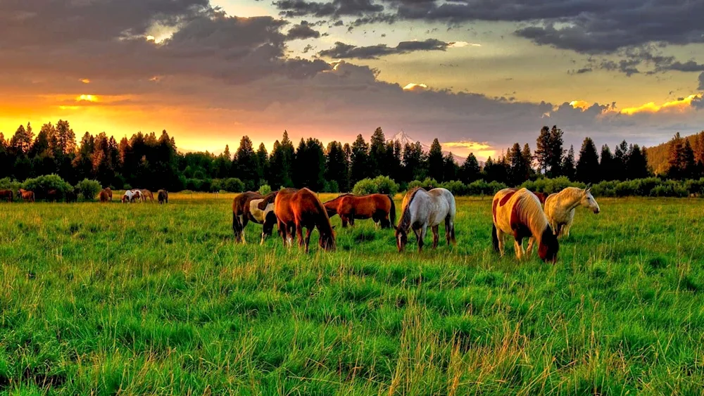 Horses in the meadow