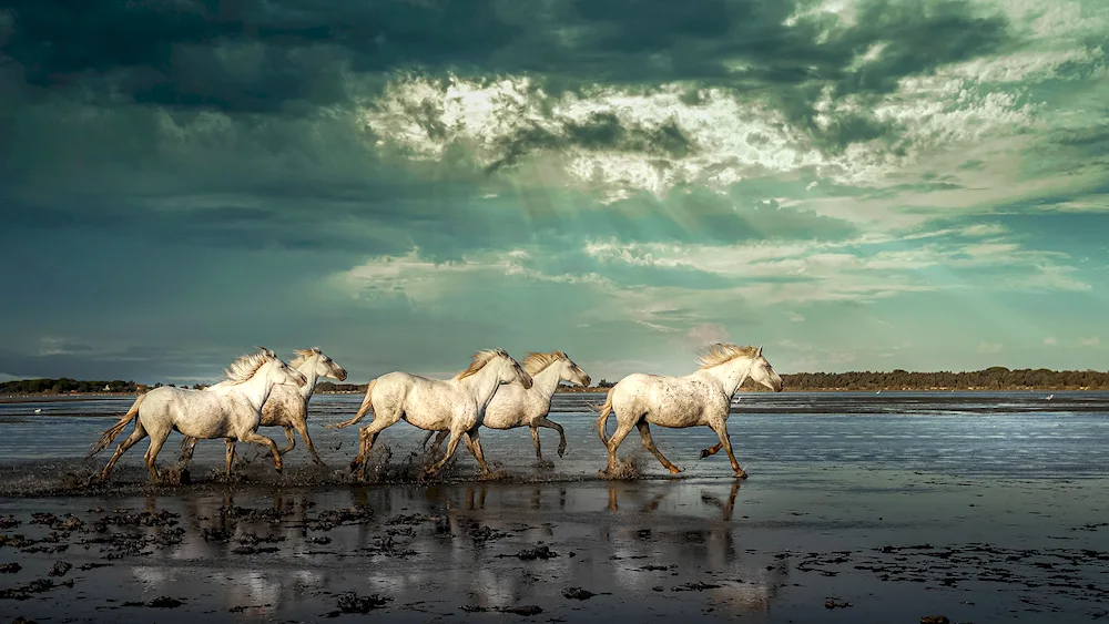 Mustang Horses in the wild