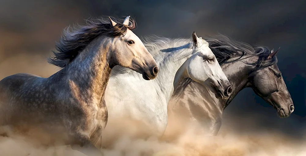 A herd of Arabian horses