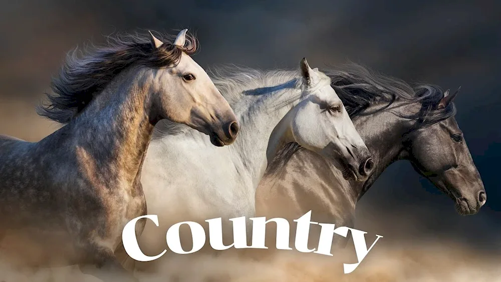 White horse