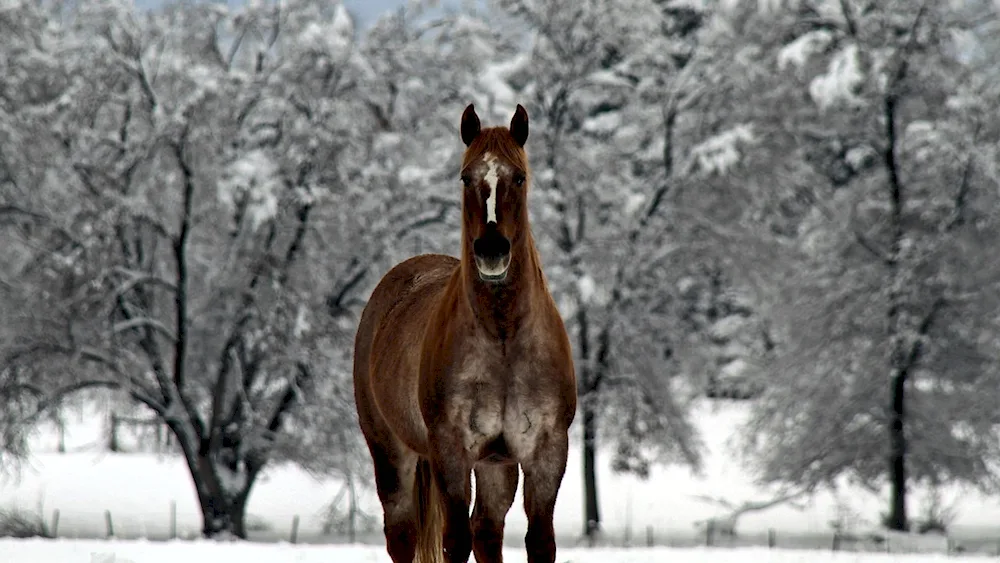 Horses in winter