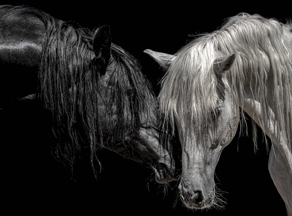 Two horses.