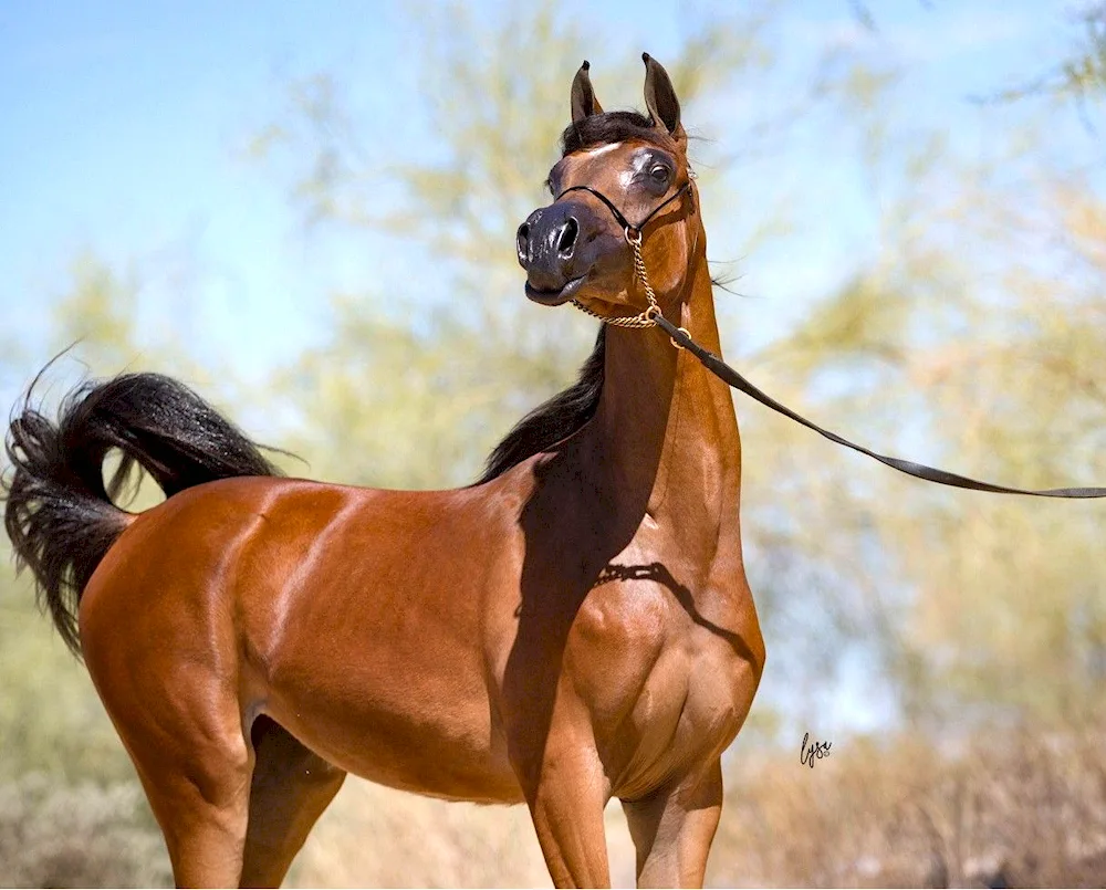 Arabian horse