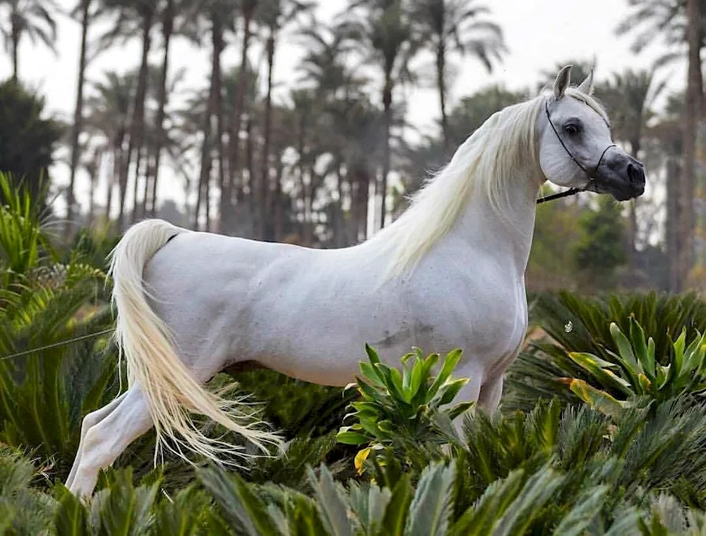 Arabian thoroughbred