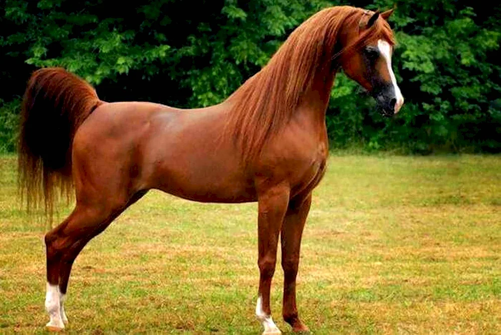 Arabian racehorse