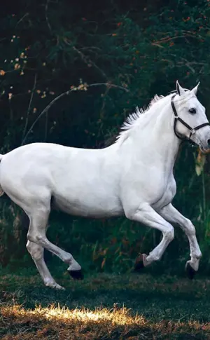 Friesian albino horse