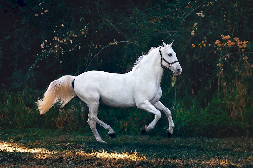 Friesian albino horse