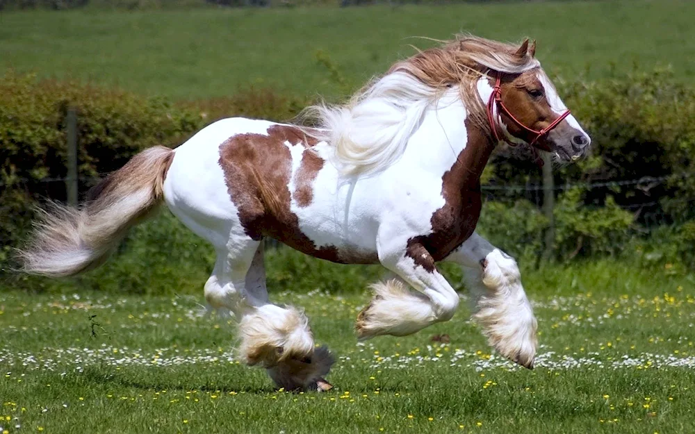 Shetland Pony Growth