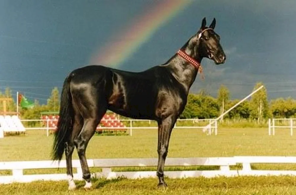 Akhal-Teke horses of Turkmenistan