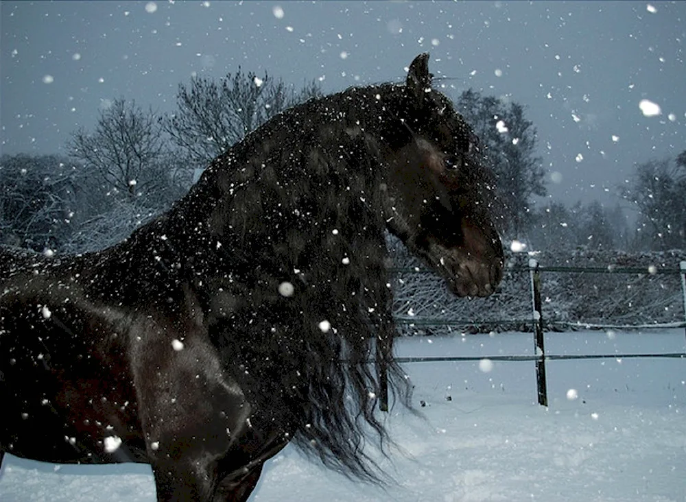 Koni in winter