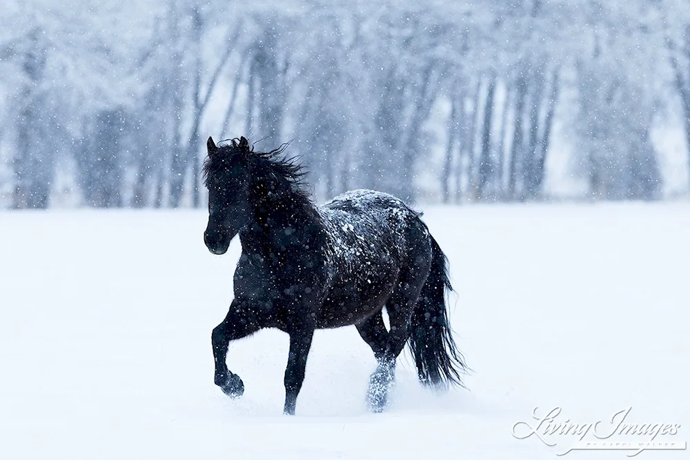 Horses in winter