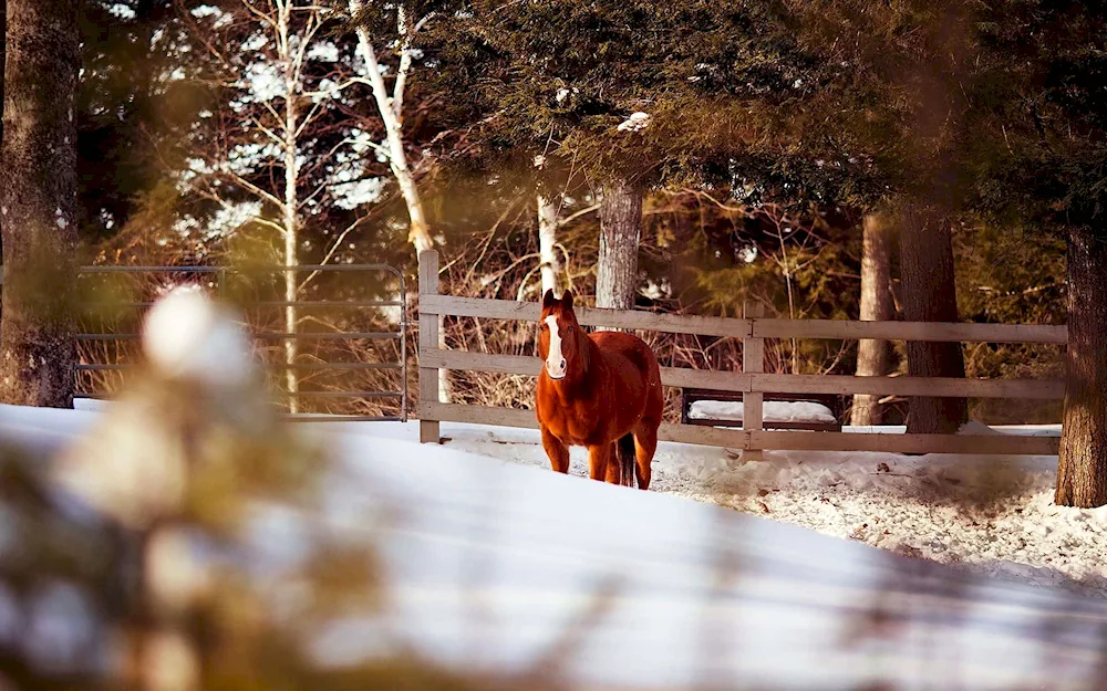 Horses in winter