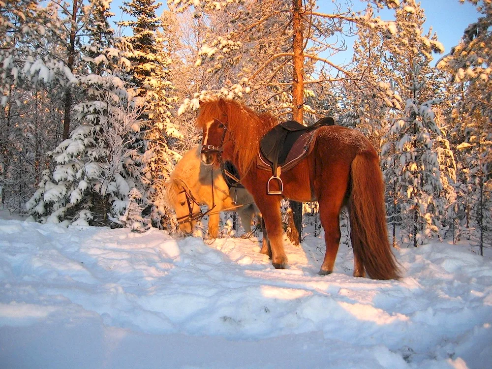 Horses in winter