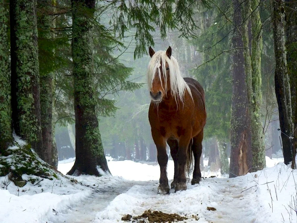 Koni in winter