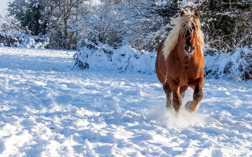 Horses in winter