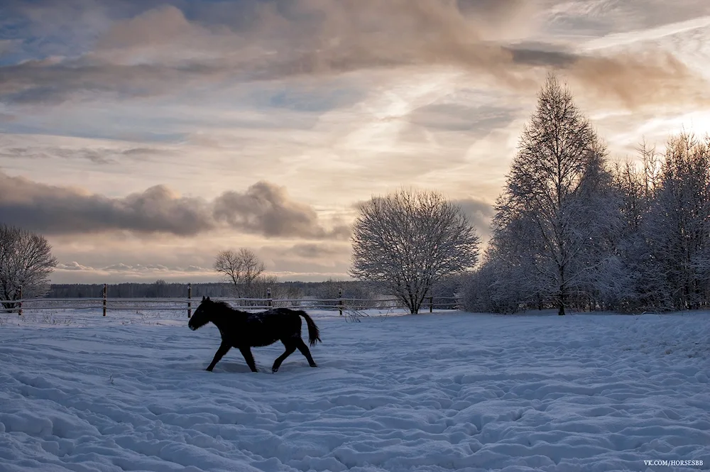 Koni in winter