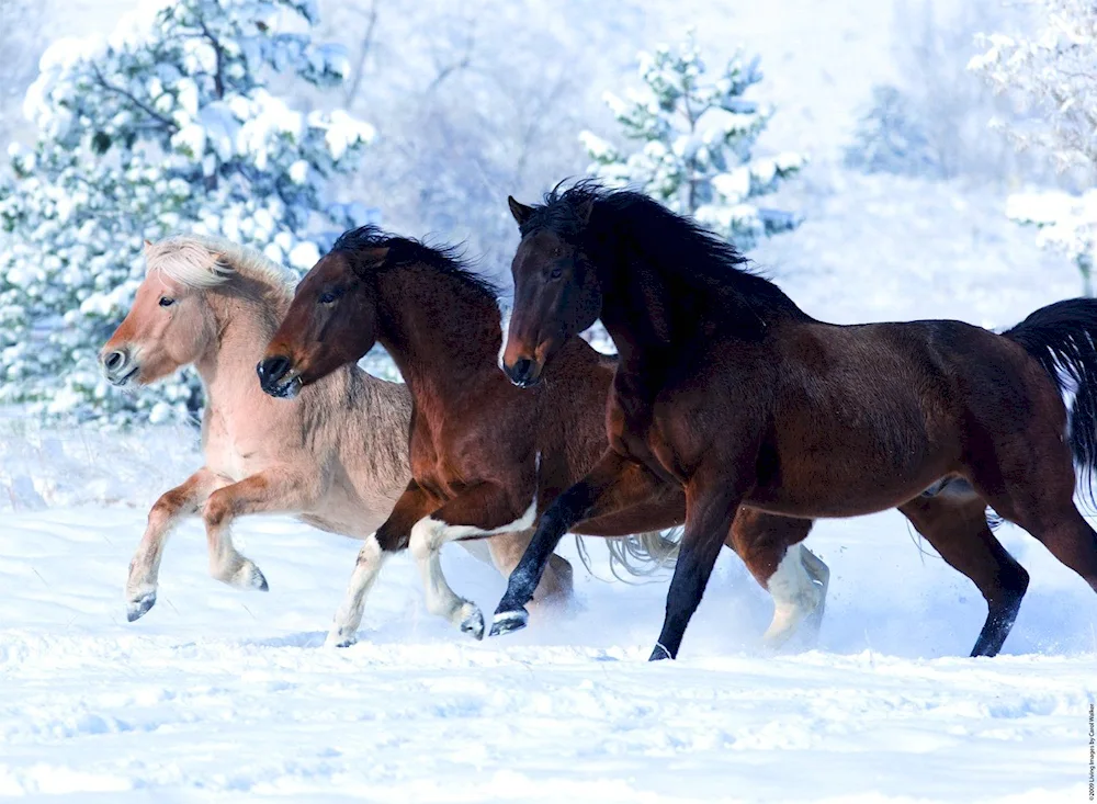 Horses in winter