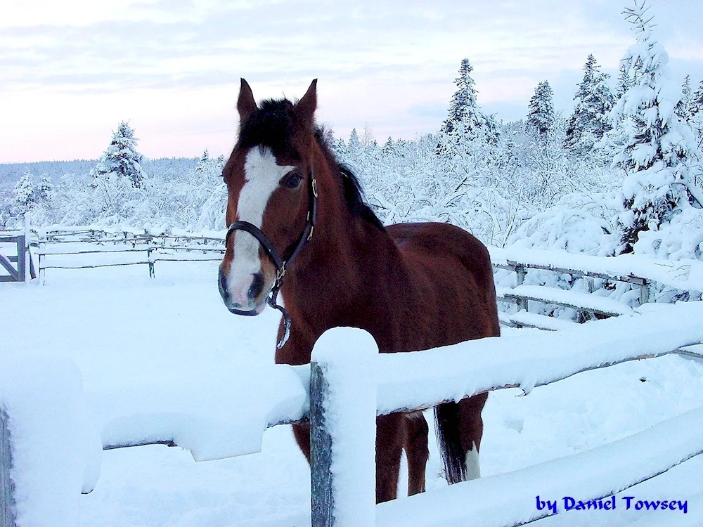 Horse Mustang