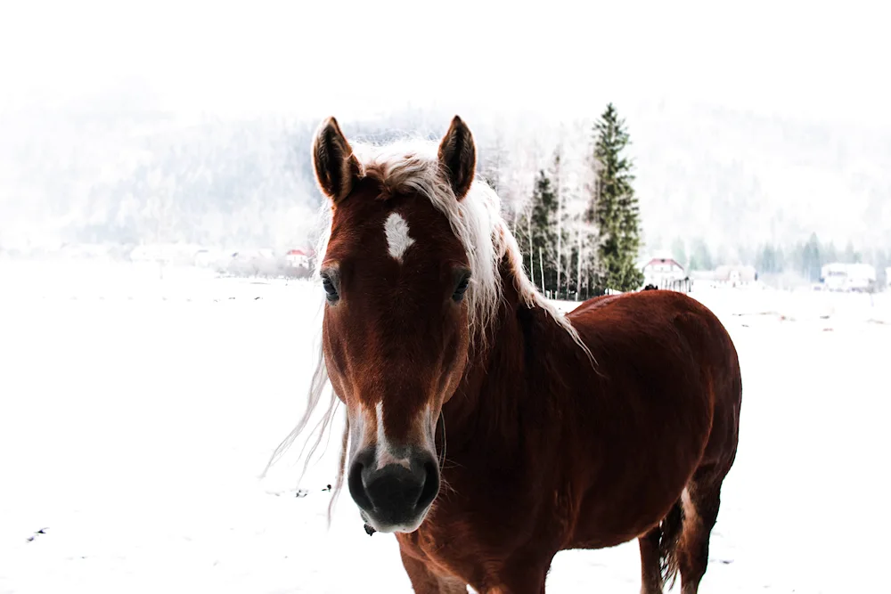 Horses in winter