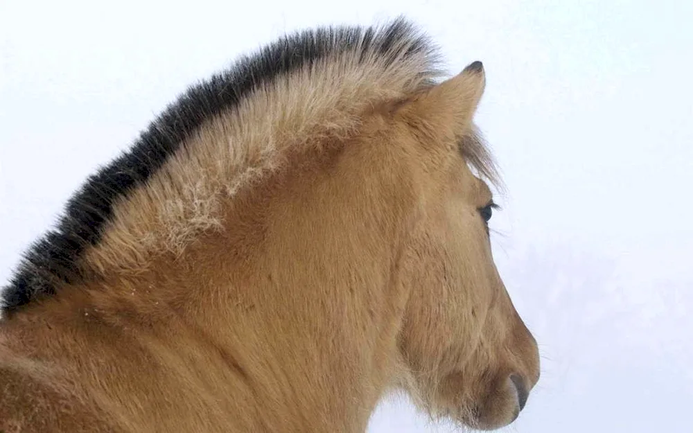 Horse mane