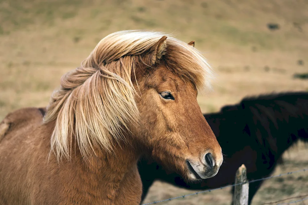 Horse hairstyles