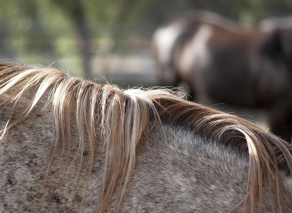 Horse ponytail