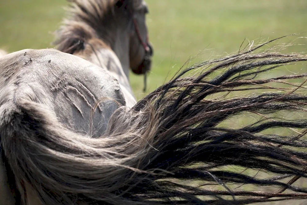 Horse hairstyle