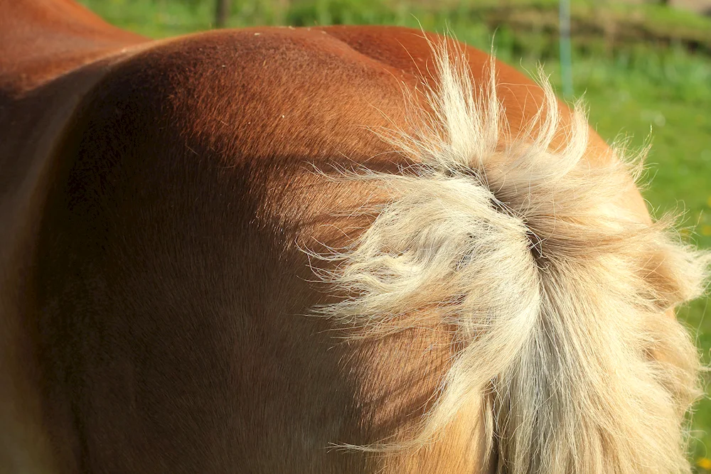 Horse mane
