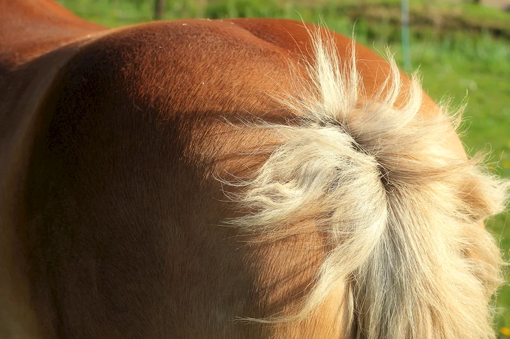 Horse ponytail