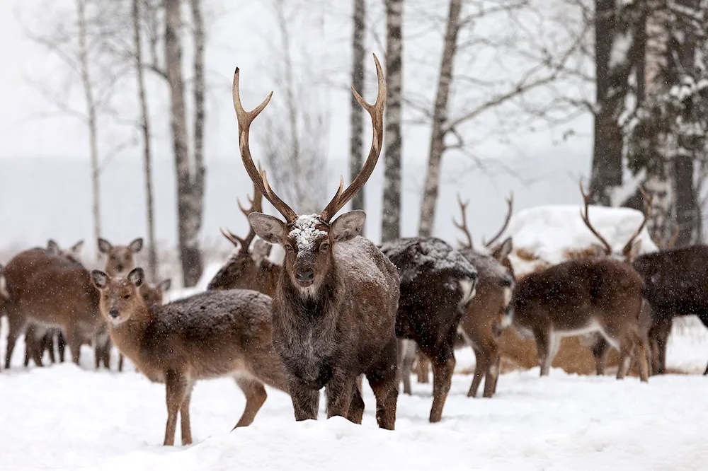 Losiny Ostrov National Park winter