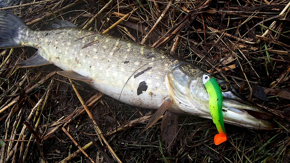 Pike Esox Lucius