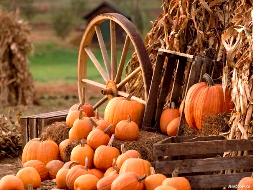 Pumpkin field