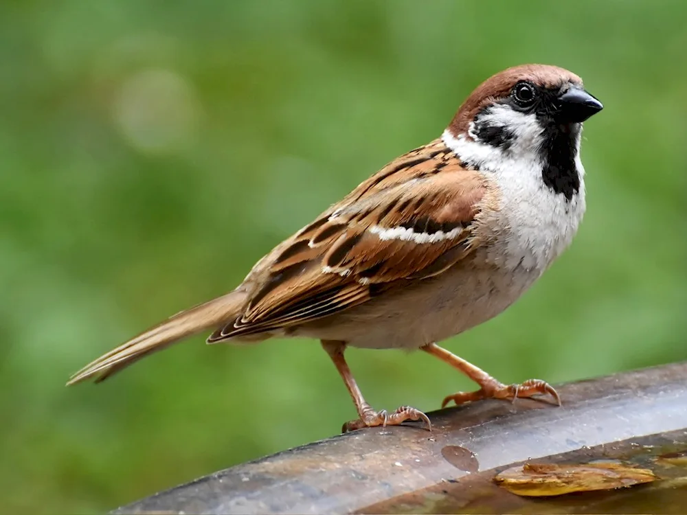 Brown Sparrows