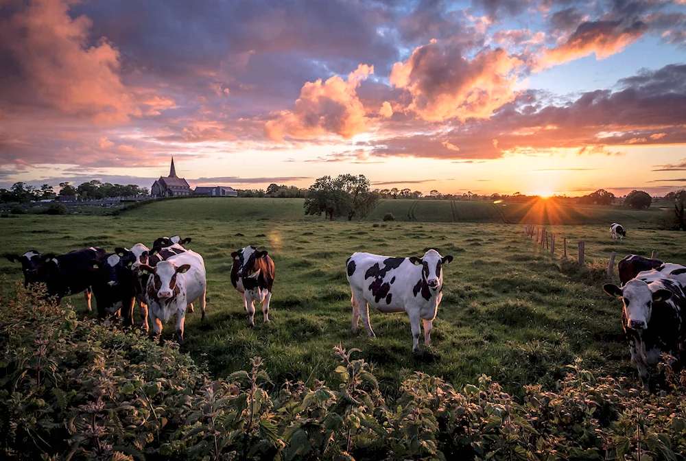 Cows in the meadow