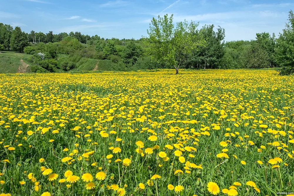 Dandelion Field