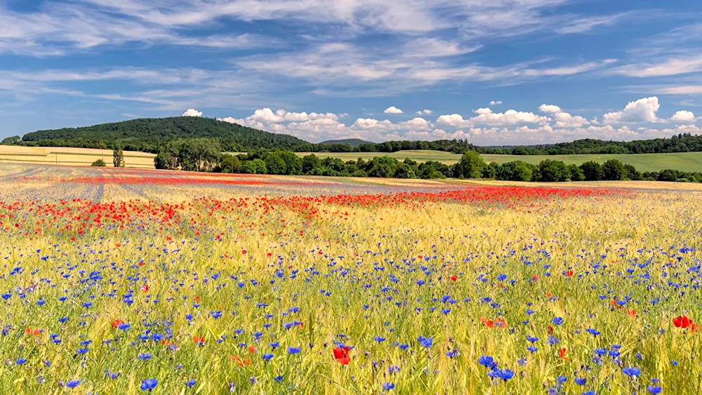 Belarus. Meadow Voronezh. Putnin wheat field. Summer field.