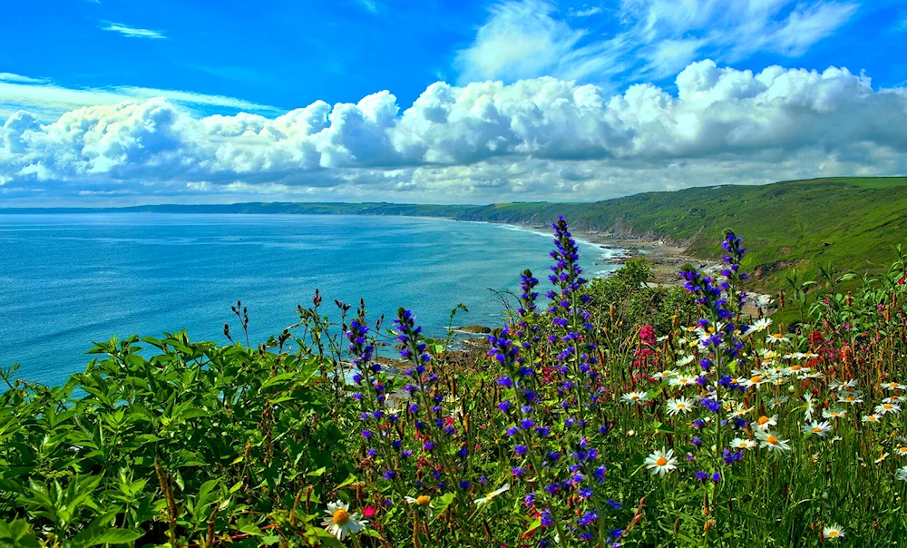 Crimean meadows