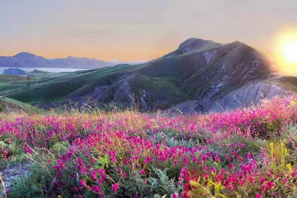 Crimean meadows