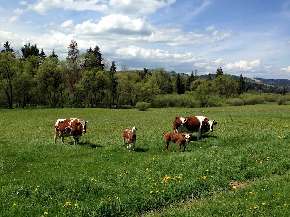 Lugovo pasture landscape