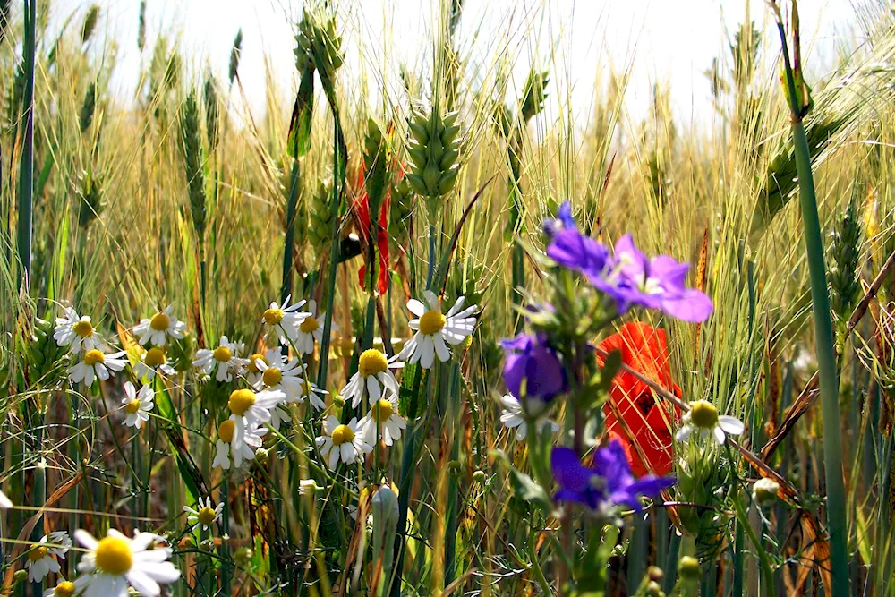 Leguminous grassland