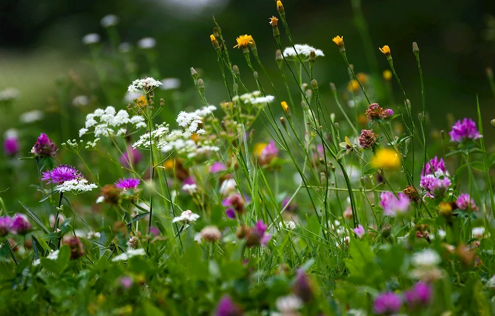 Leguminous grassland Clover