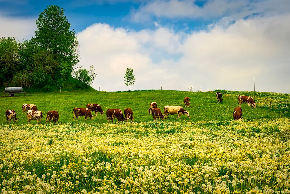 Cows in a meadow