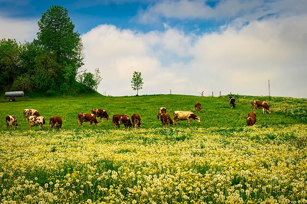 Cows grazing