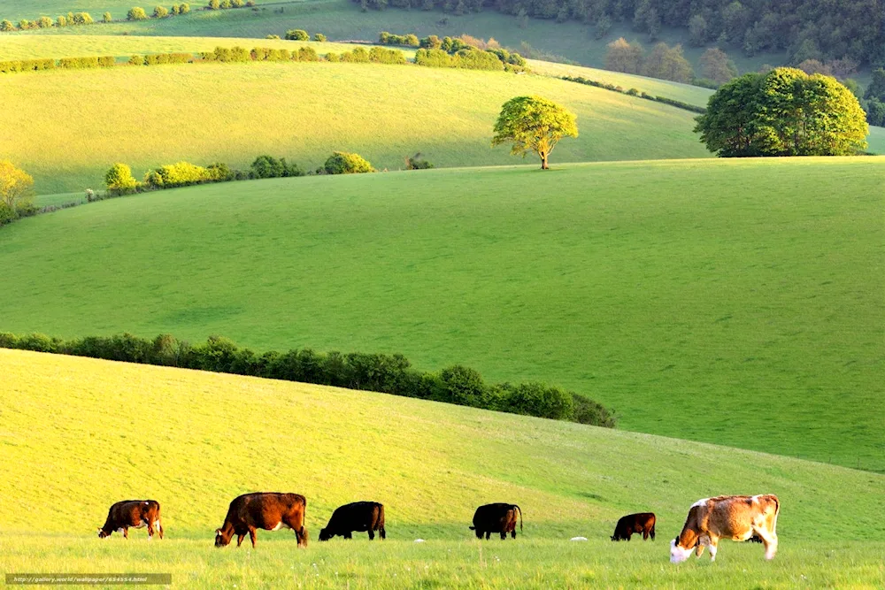 Dolomite Alps and cows