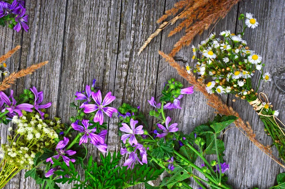 Leguminous flowers