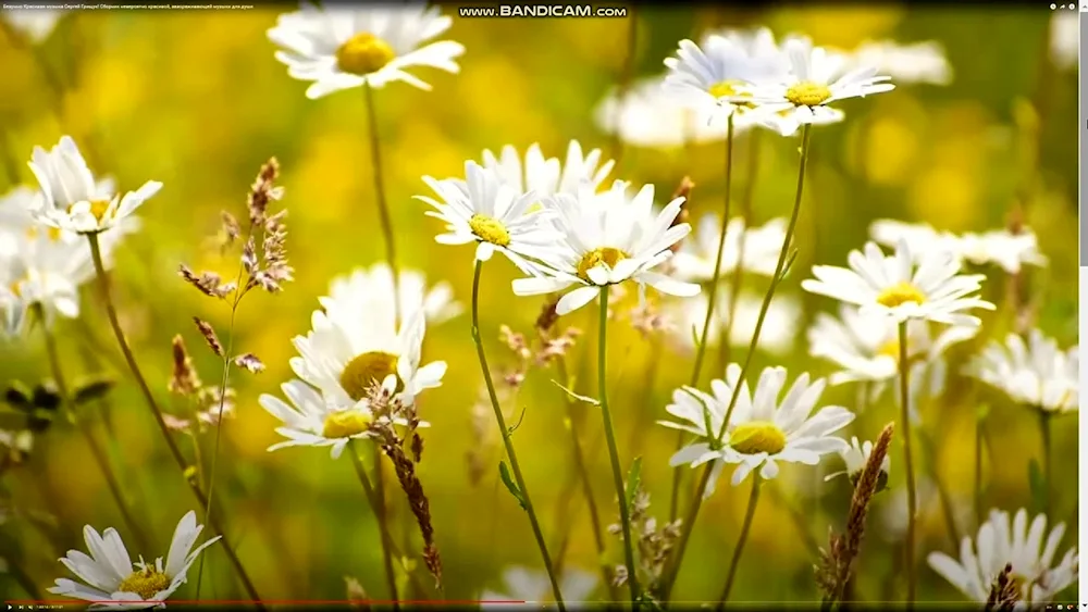 Field flowers